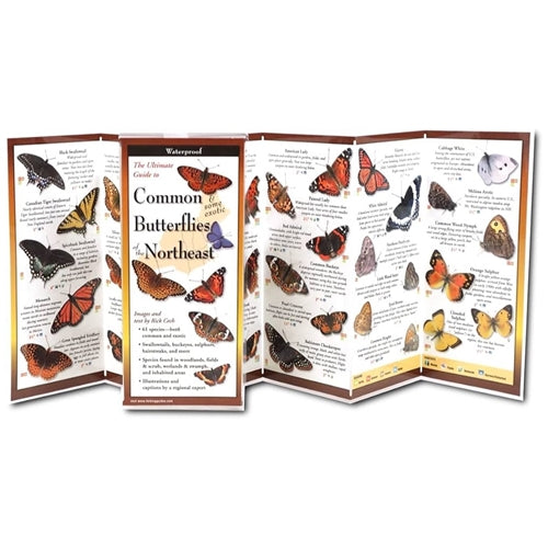 Common Butterflies of the Northeast (Folding Guide)  - Earth Sky + Water